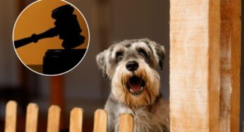 Come comportarsi se il cane del vicino abbaia in continuazione? Come muoversi secondo la legge