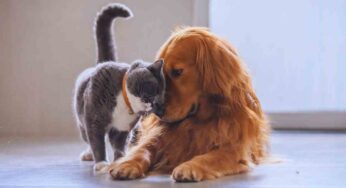 Bonus Animali, ecco chi può sfruttarlo e come fare